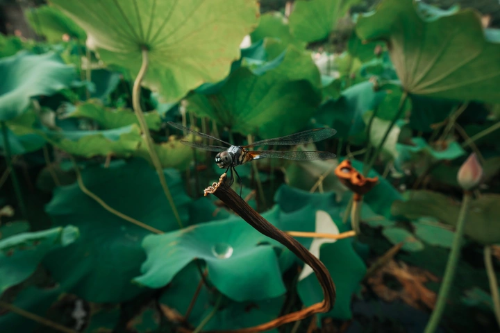 别小看12mm，我为这只蜻蜓快钻进荷塘了…