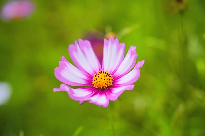 一朵小花