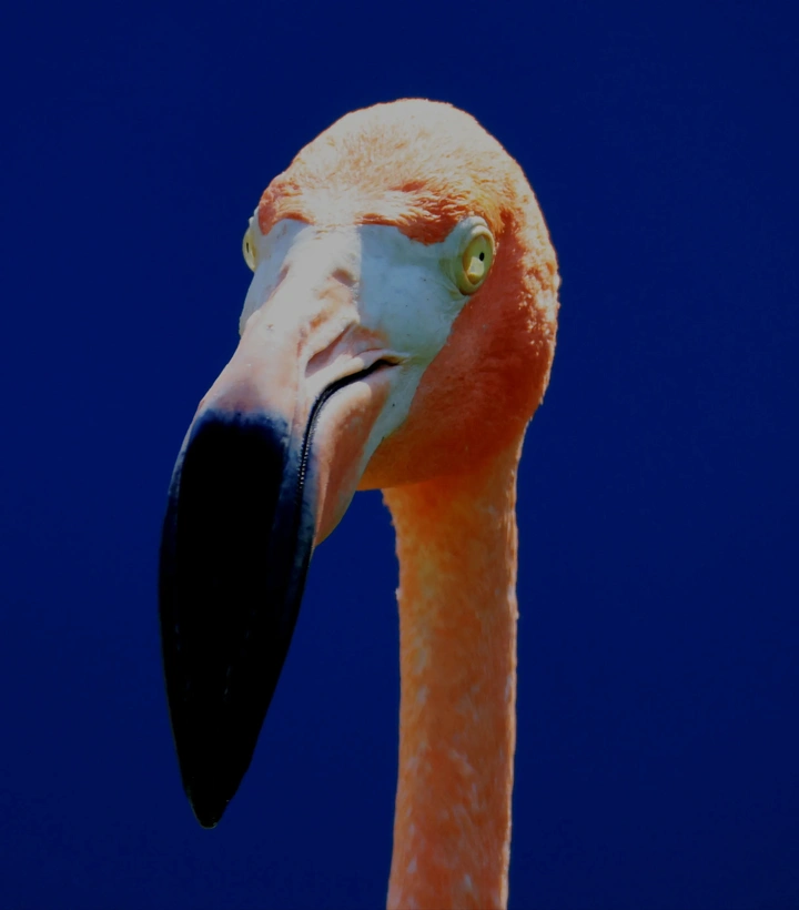 冠鹤