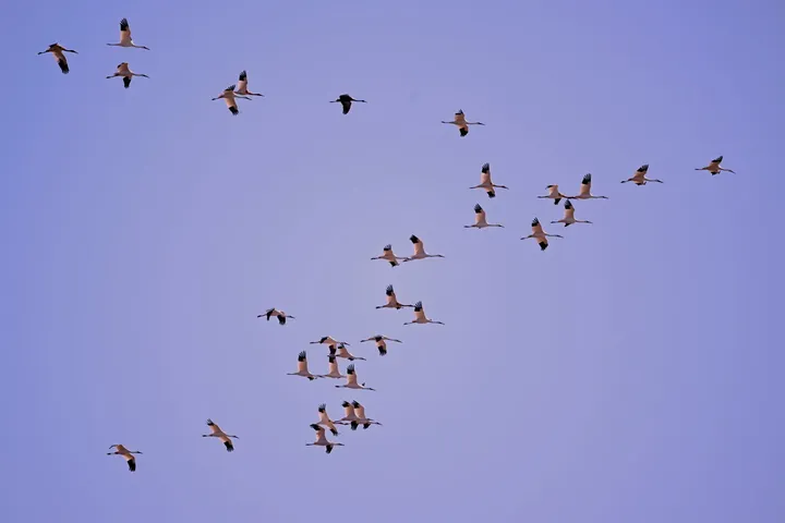 北迁仙鹤