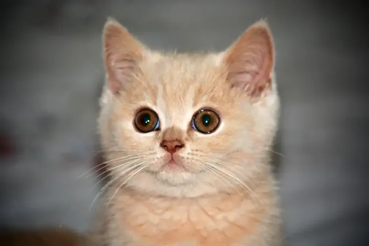 猫宝宝