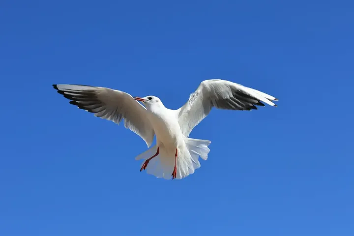 海鸥