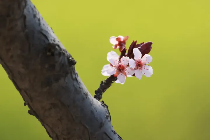春在枝头