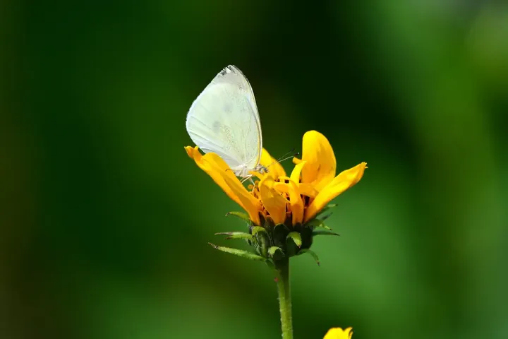 蝶恋花