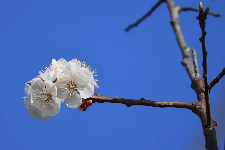 春在枝头