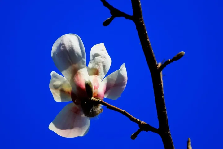 白色玉兰花