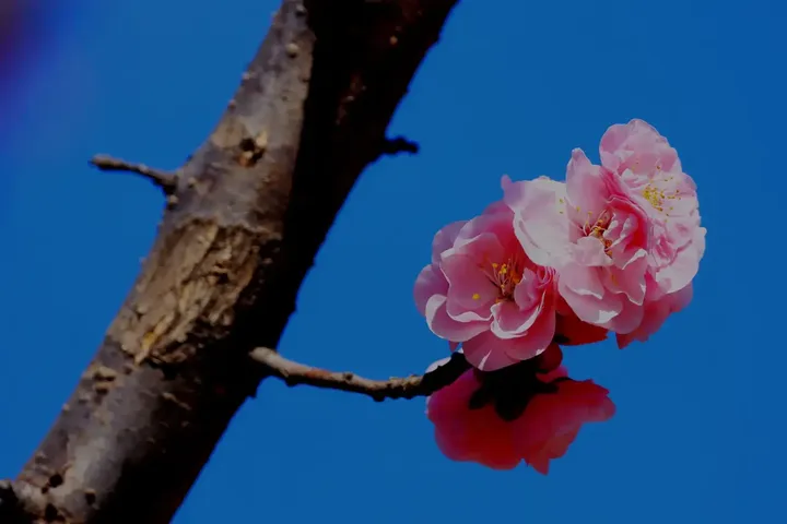 一枝独秀
