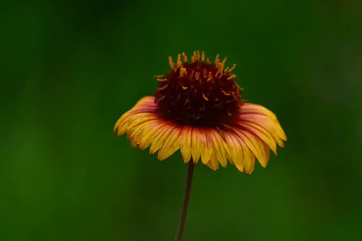 美丽的野花
