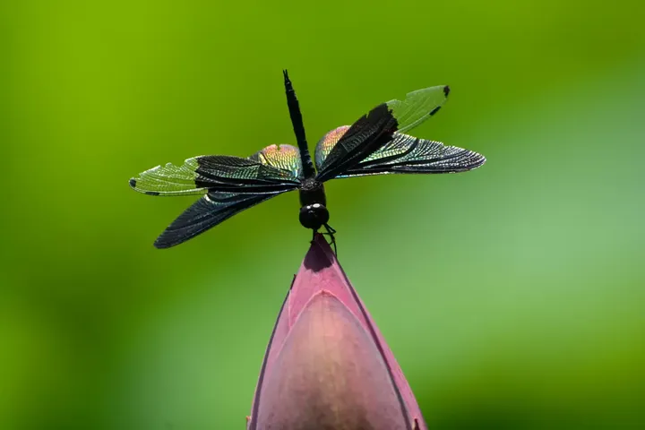 蜓吻荷苞
