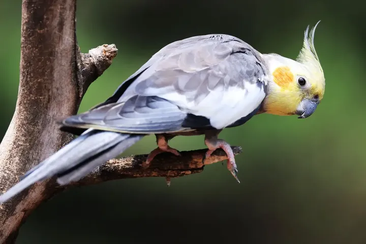 小鹦鹉