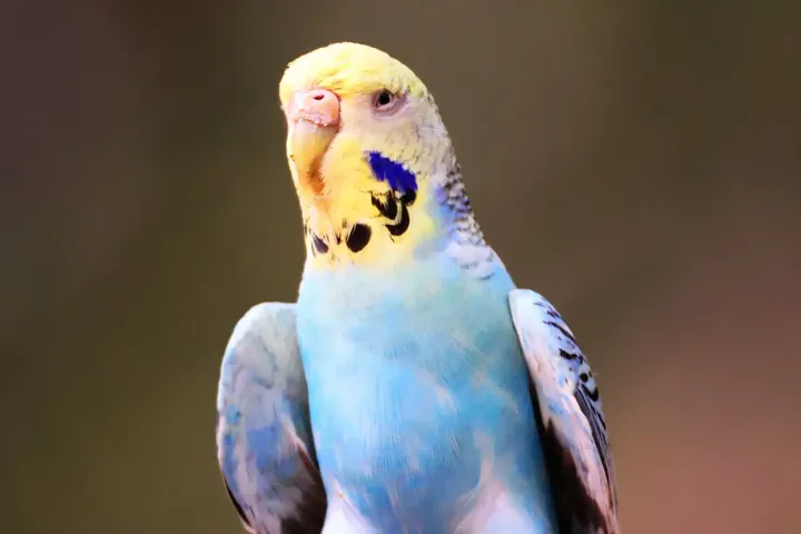 小花鸟