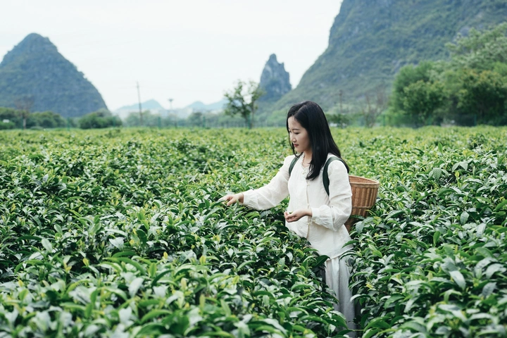 茶与光影的慢调时光