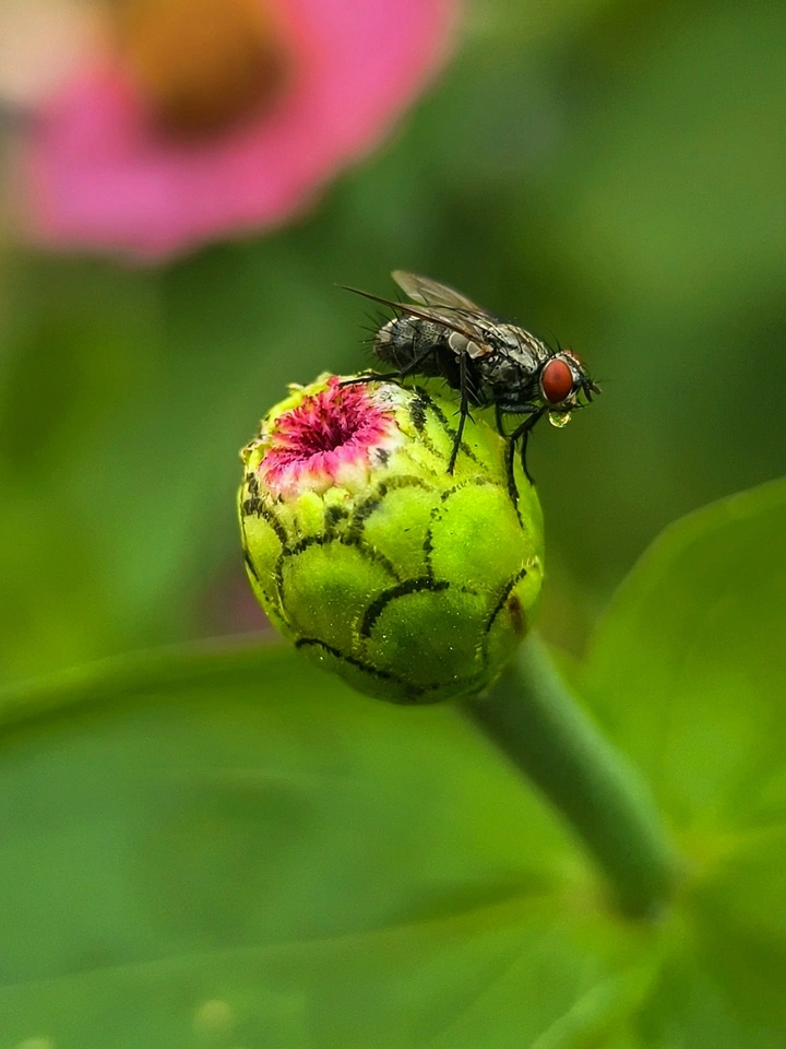 静待花开