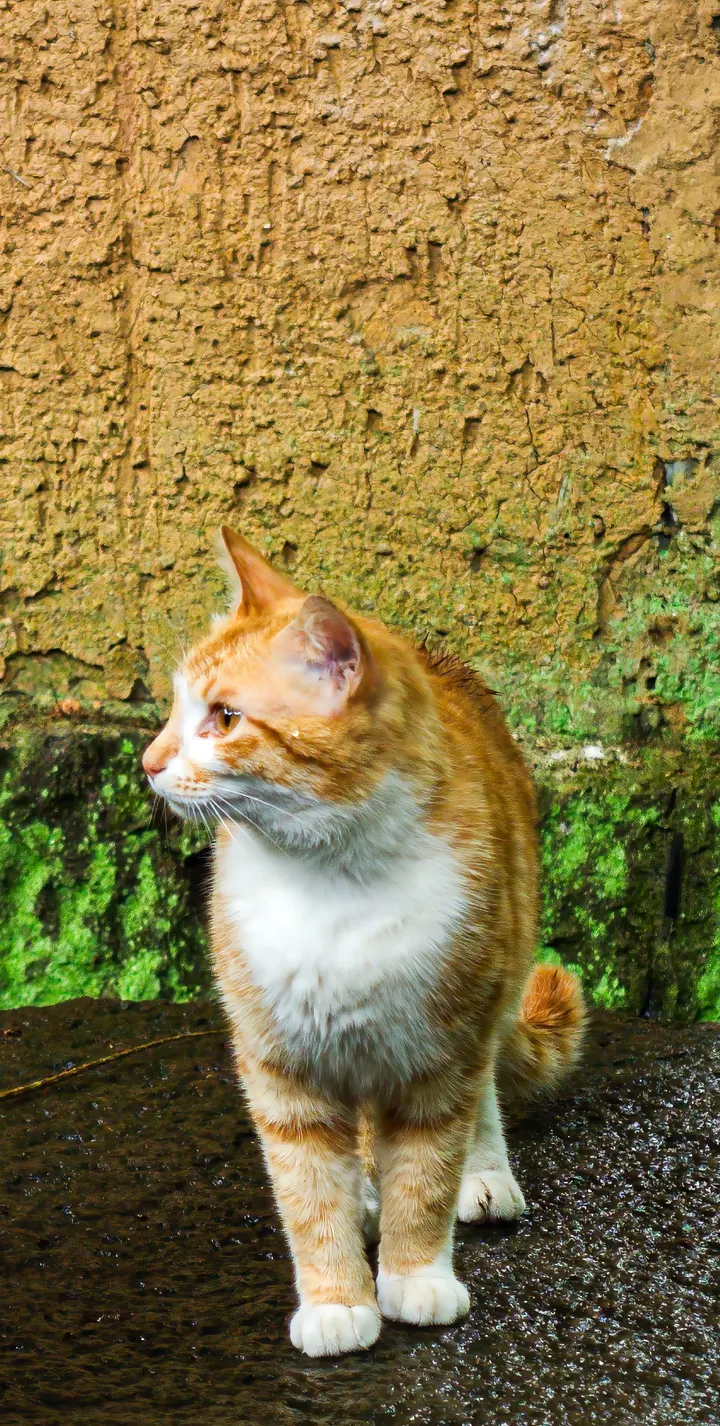 永福寺的猫