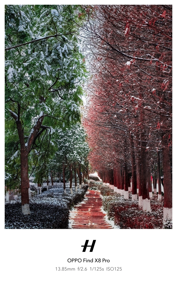 南方的雪