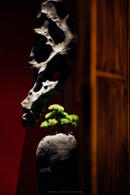 一棵小树被放在花瓶里