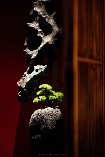 一棵小树被放在花瓶里