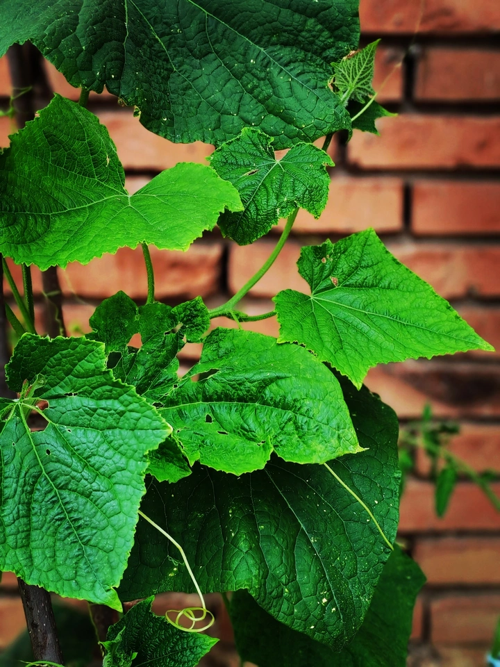 夏日记忆的老家