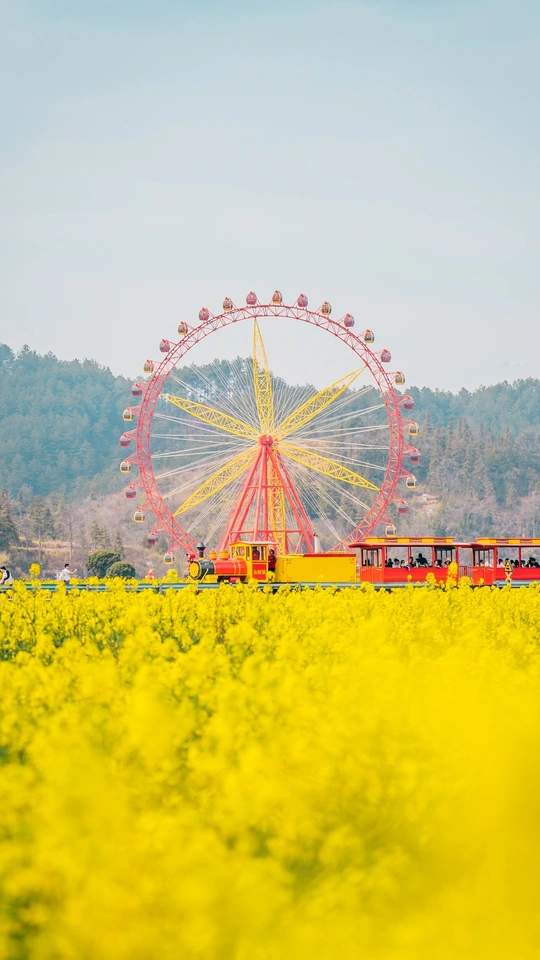 一片黄花的田野上的一个摩天轮