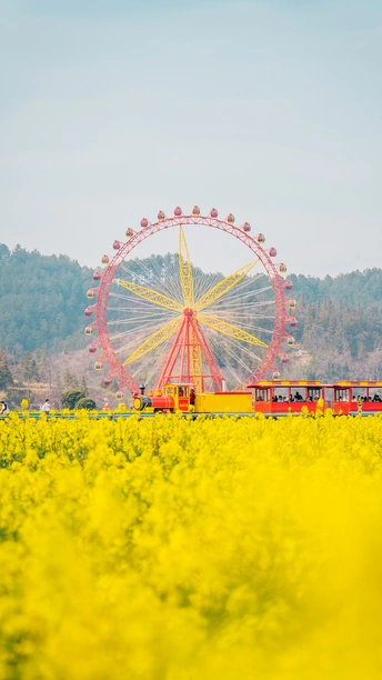 一片黄花的田野上的一个摩天轮