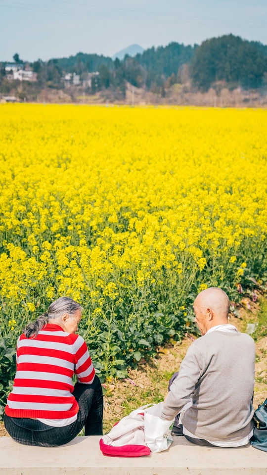 一位老夫妇坐在黄色花田前的长凳上。
