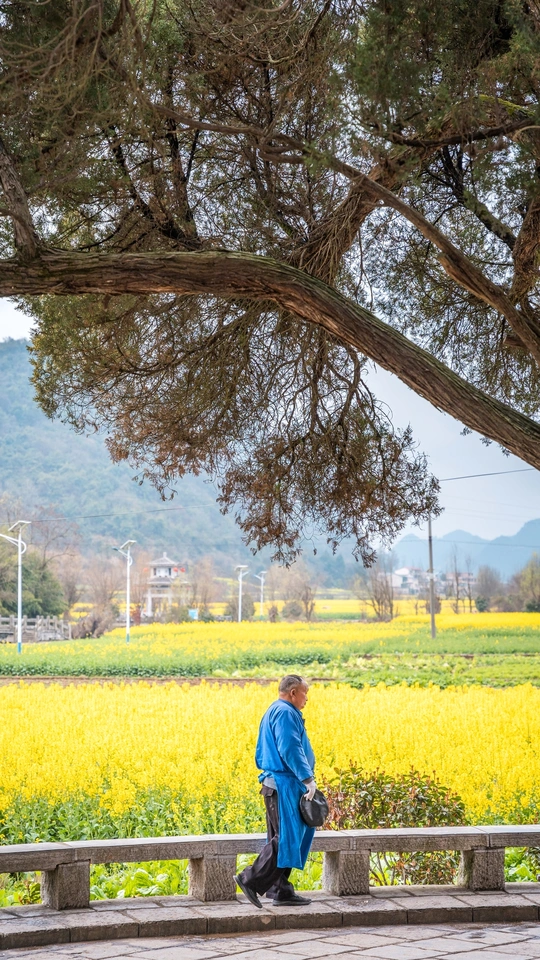 一位老人坐在树下的长凳上 而一位女人走过一片黄色的花田。
