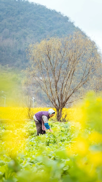 一位妇女在田地里摘黄色花朵