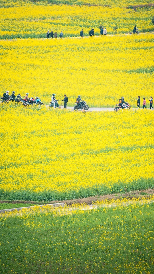 一片黄色的花朵 有人行走 一名摩托车手骑着自行车。