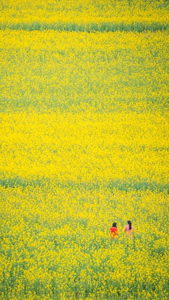 一些人在一片黄色的花丛中行走 一个穿红衣服的女孩站在中间。