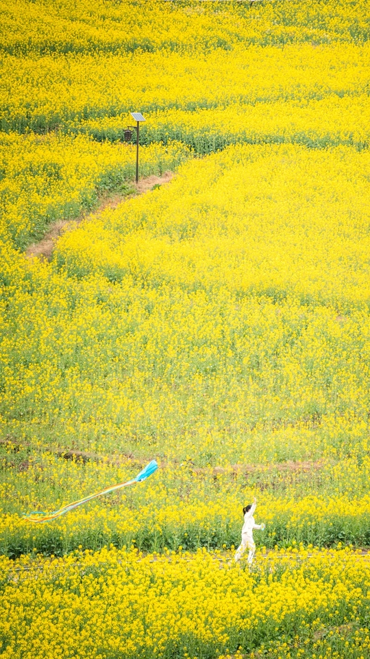 一个男子和一个女子穿过一片黄色的花田 一个孩子正在放风筝。