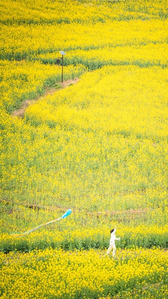 一个男子和一个女子穿过一片黄色的花田 一个孩子正在放风筝。