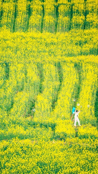 一些人在一片黄花的田野中站着