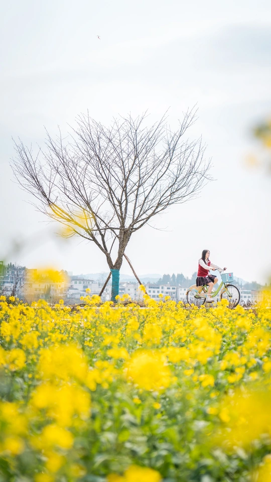 一位骑自行车穿过一片黄花的田野 经过一棵黄花树的女人。