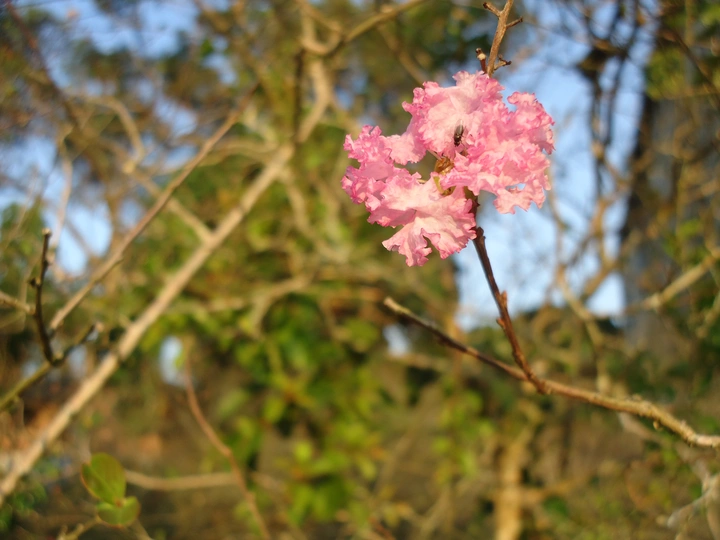 紫薇花！