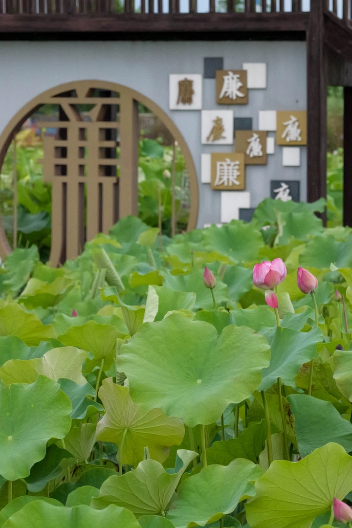 夏日赏荷