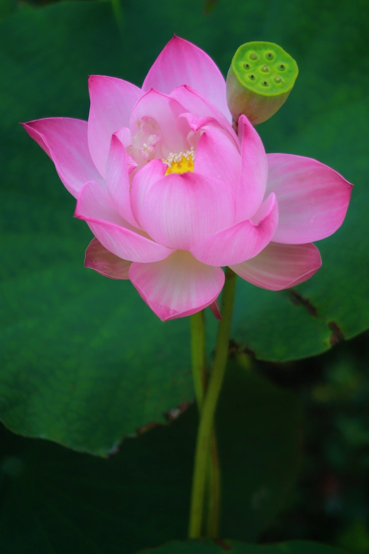 荷