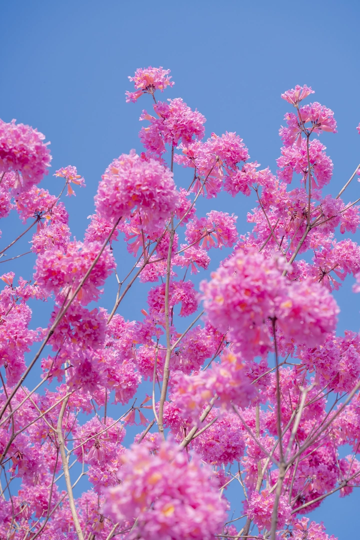 绝美紫花风铃木