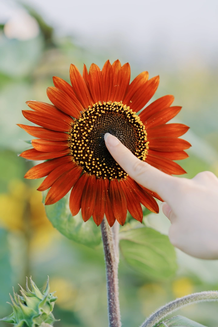 夏日的向日葵🌻