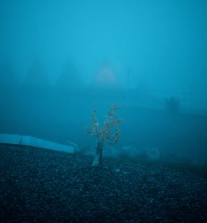 雾气缭绕的田地中一棵小树 蓝蓝的水
