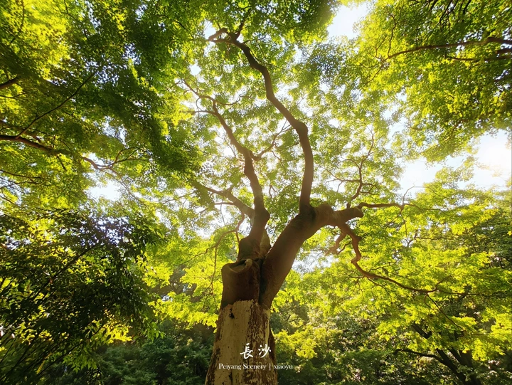 绿满屏