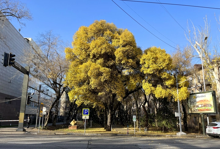秋风起，黄叶舞