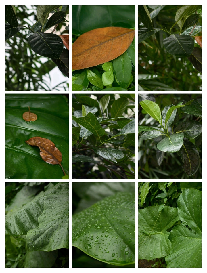 叶上的雨意轻歌