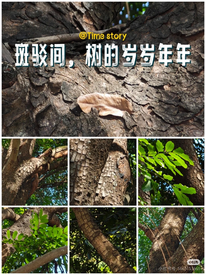 斑驳间，树的岁岁年年