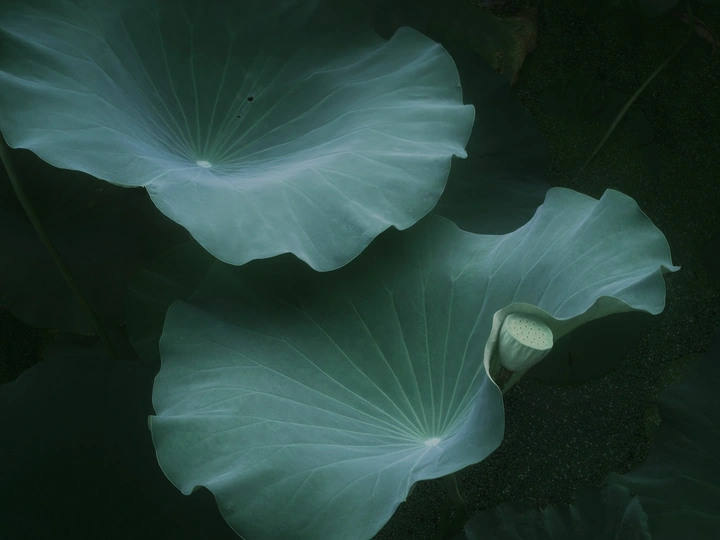 荷