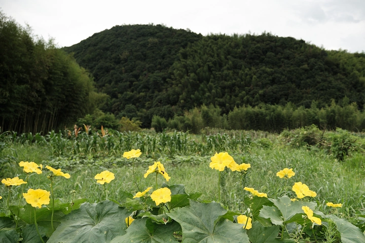 清新牧场