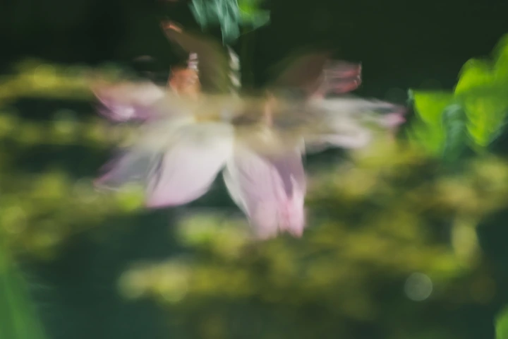 亮调荷花