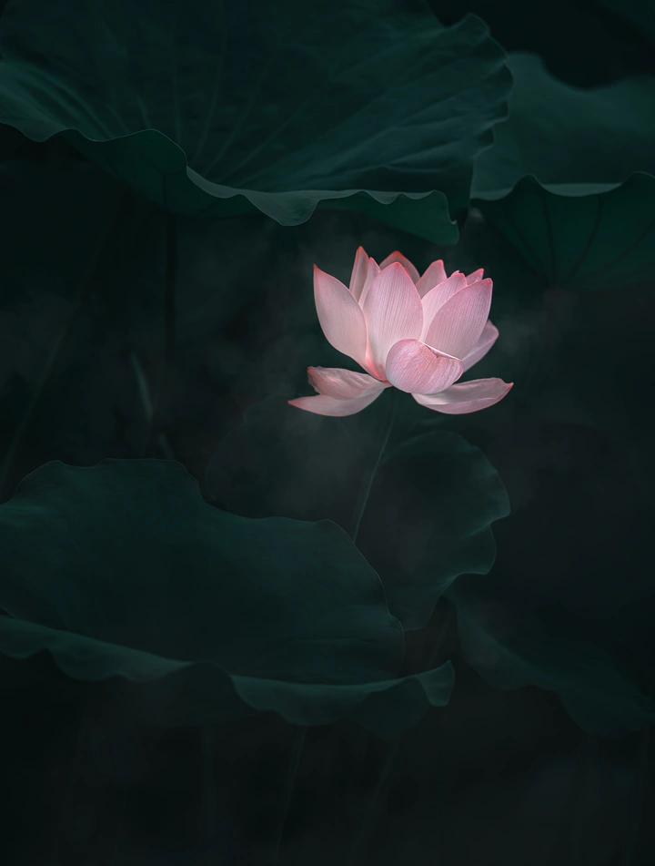 雾荷