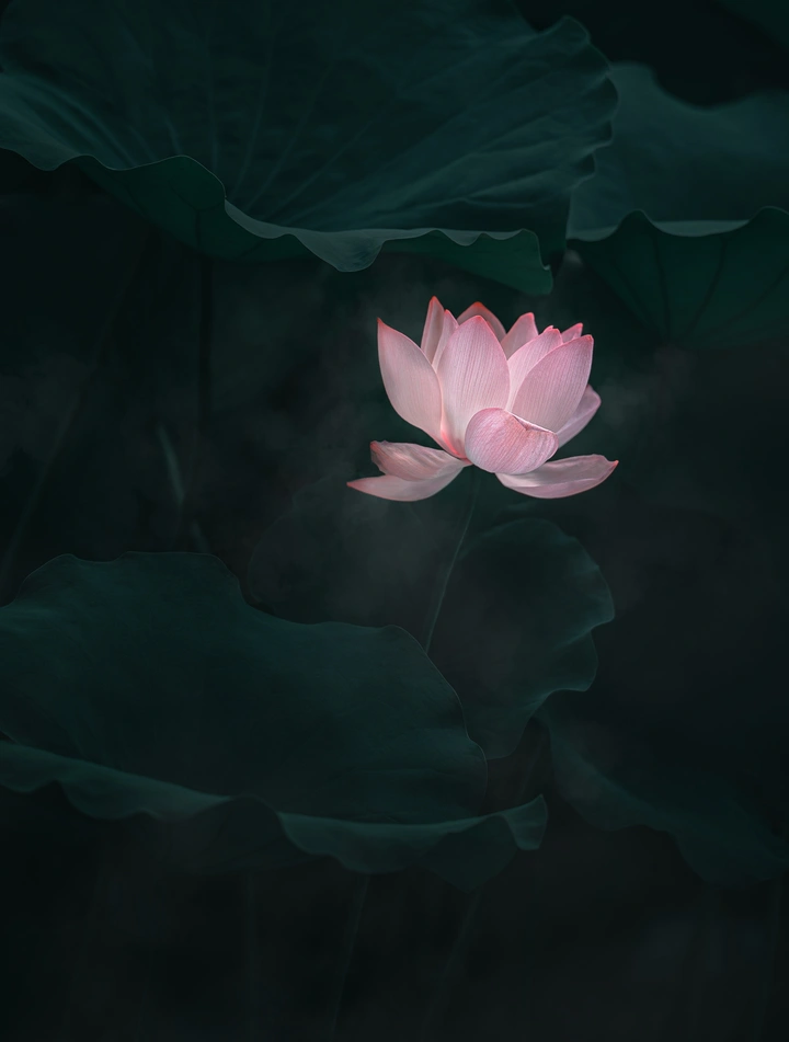 一组暗调荷花