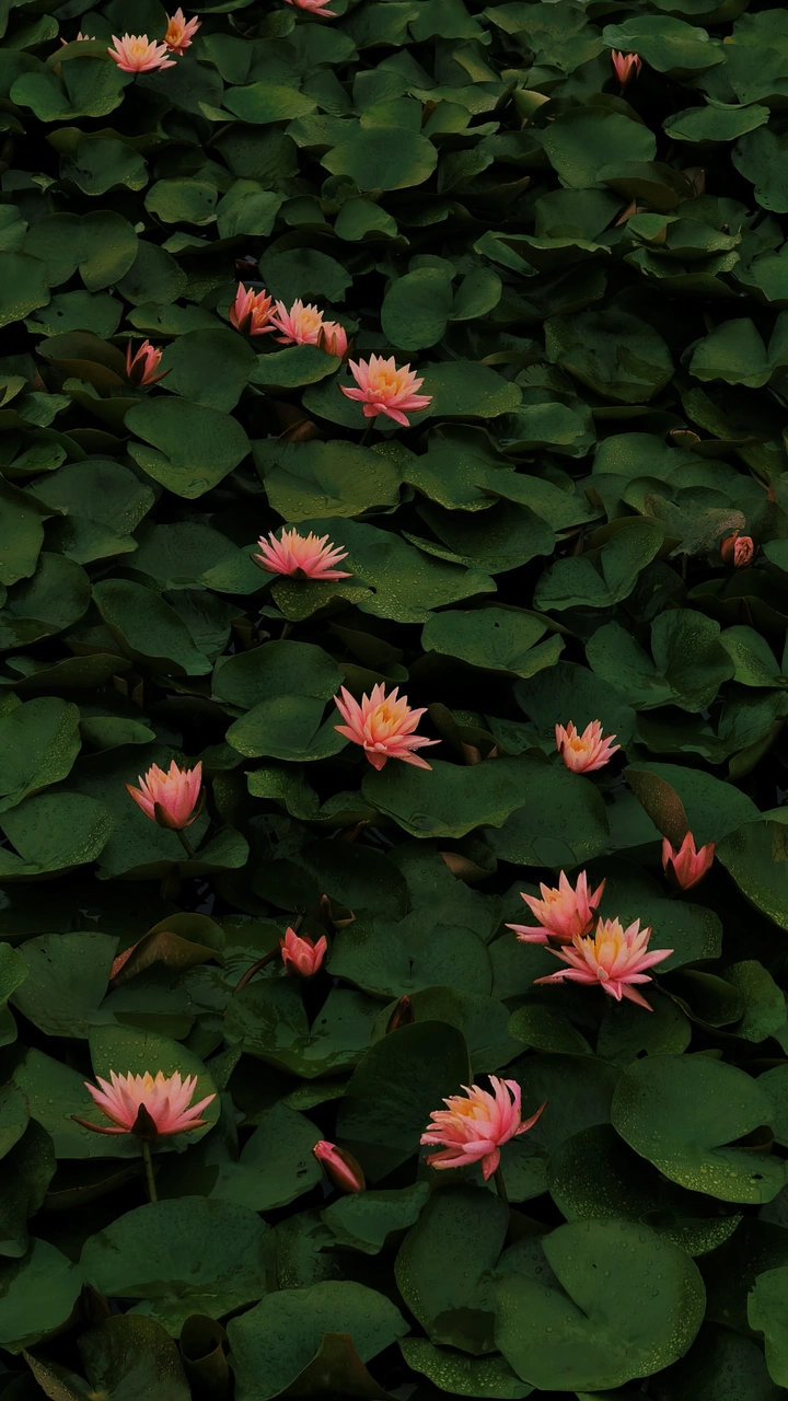 暗色调花花一组