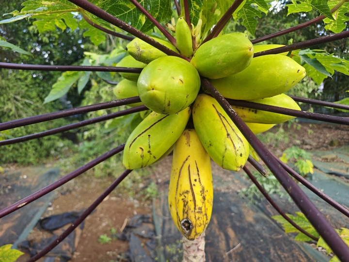 破烂的木瓜